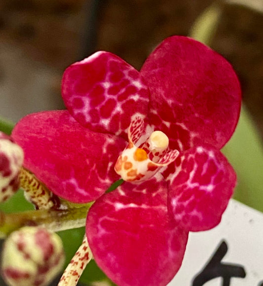 Sarcochilus Berrylicious 'Red Currant'
