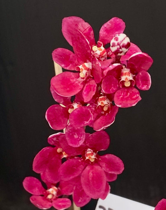 Sarcochilus (Berry x Maria) 'Red Az'
