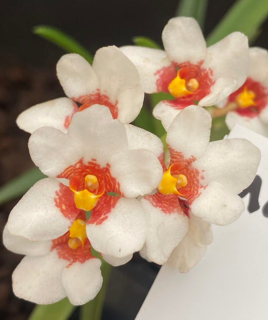 Sarcochilus Brock Harley 'D9'