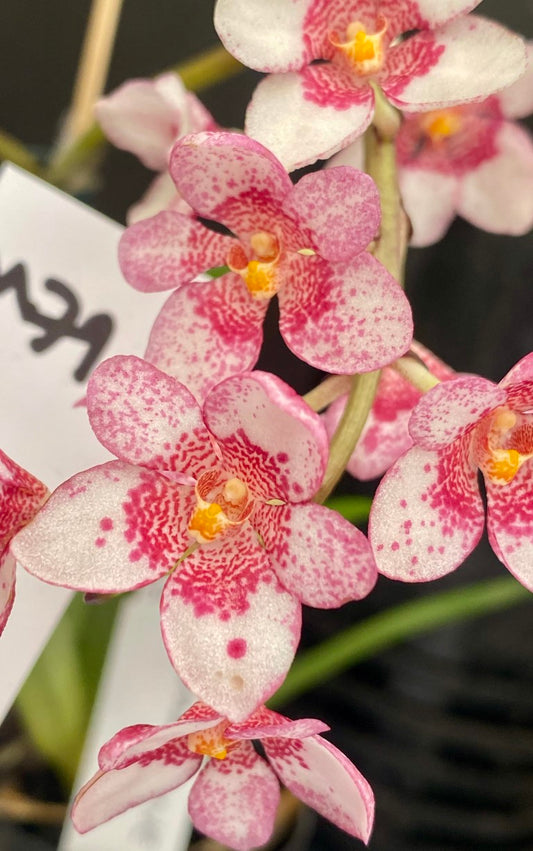 Sarcochilus Burgundy on Ice 'Pink Fizz'