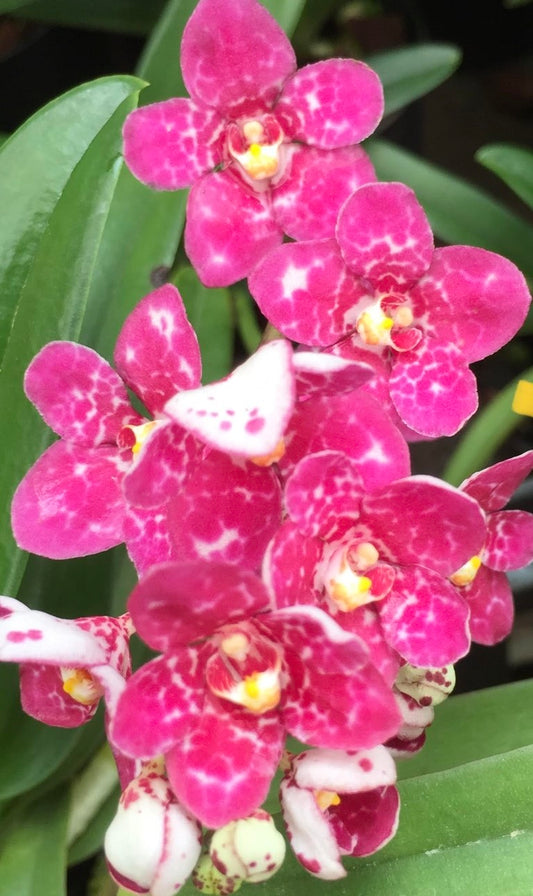 Sarcochilus Elegance 'Super Pink'
