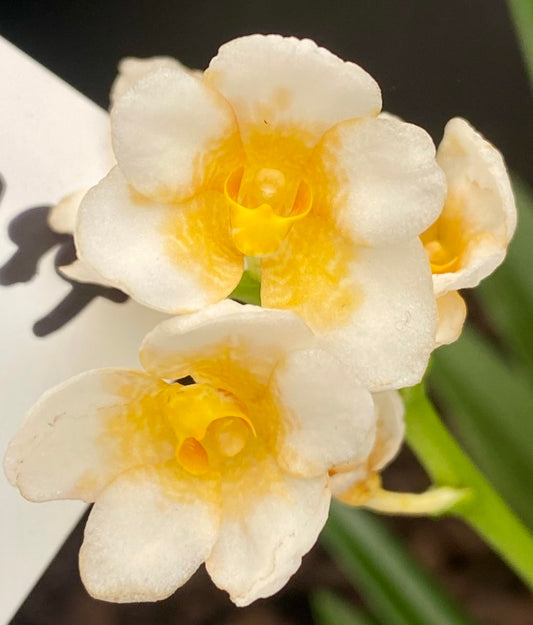 Sarcochilus Gerroa 'Butter Centre'
