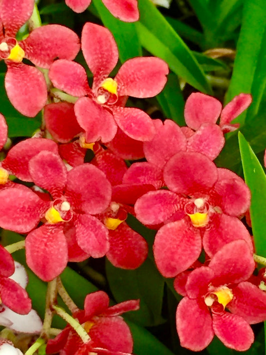Sarcochilus Rachael Emma 'Rusty'