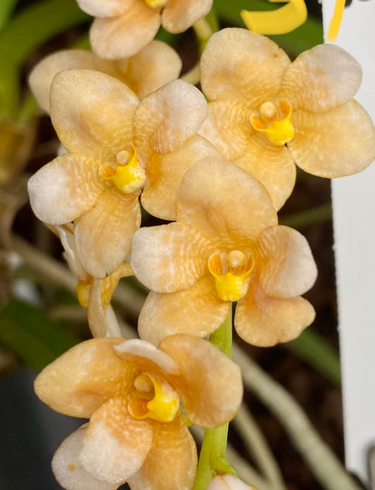 Sarcochilus Rachael Emma 'Yellow Sparkle'