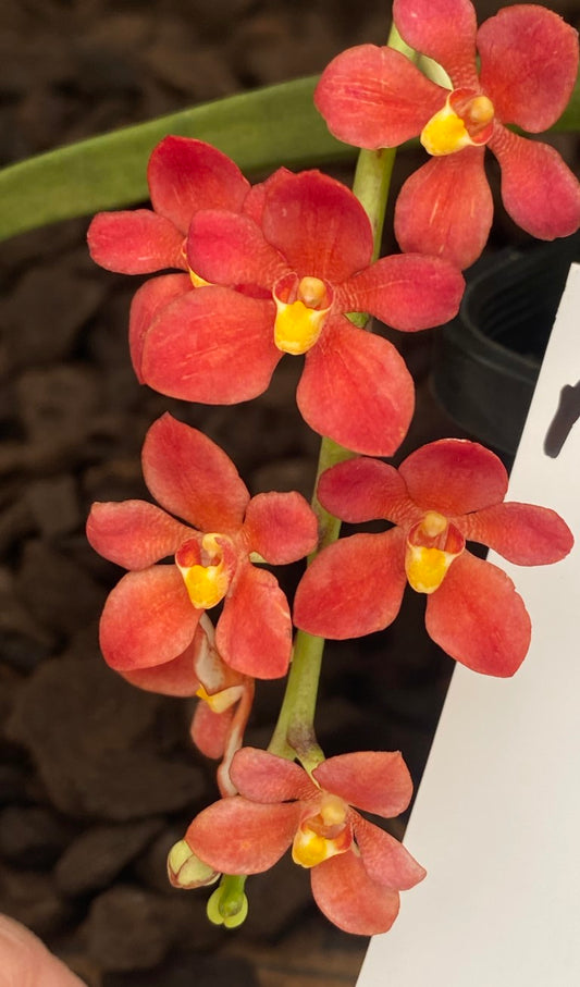 Sarcochilus (Rebecca x Karla) 'Brick'