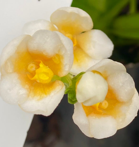 Sarcochilus (Roberta x Heidi-Ho)'Dark Centre'