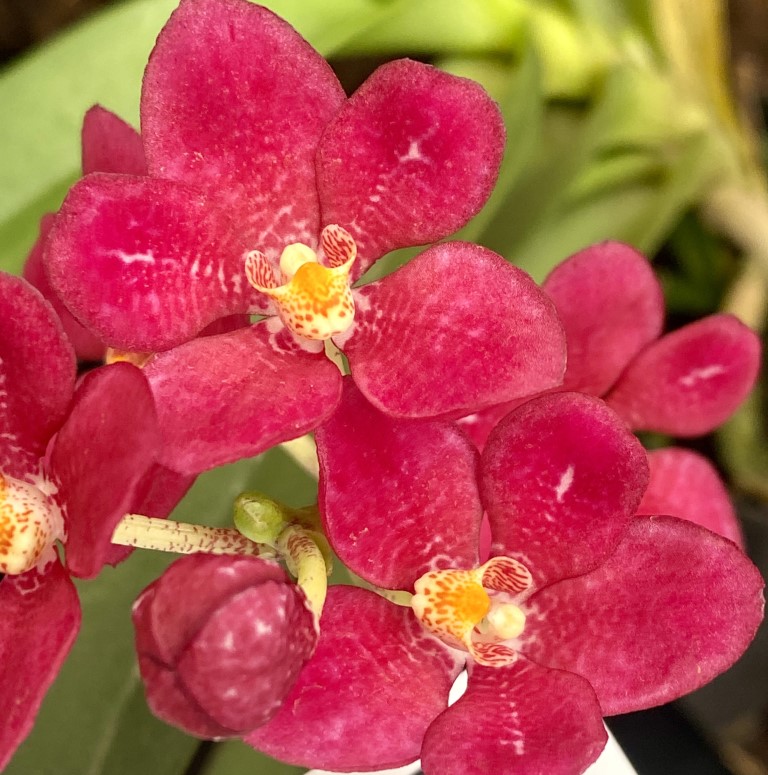 Sarcochilus Sarah Kate 'Red Shot'