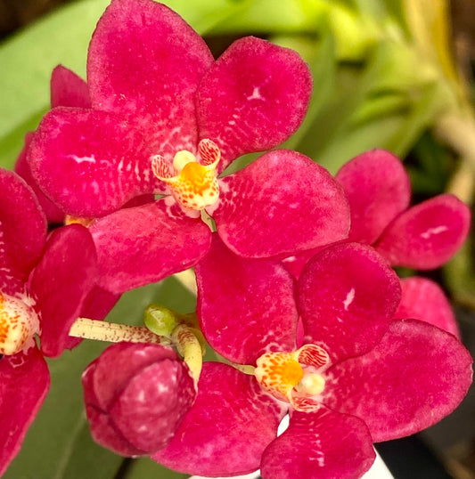 Sarcochilus Sarah Kate 'Red Shot'