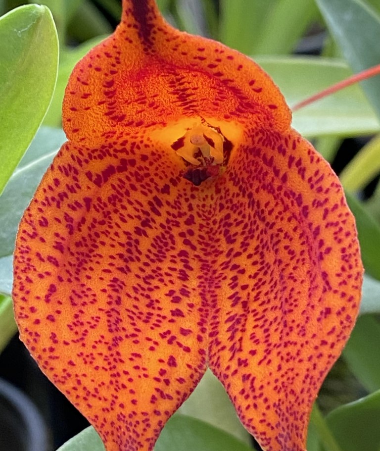 Masdevallia Super Nova 'Wow'